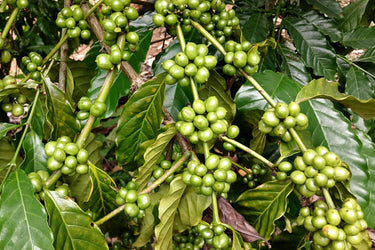 15 ARABICA COFFEE Tree Shrub Seeds - Grow your own coffee!